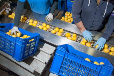 Modern bir üretim hattı ambalaj aşama için limon Femminello Siracusano bir Konveyör bant üzerinde düzenleme işçileri