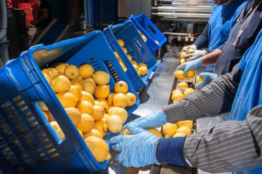Modern bir üretim hattı ambalaj aşama için limon Femminello Siracusano bir Konveyör bant üzerinde düzenleme işçileri