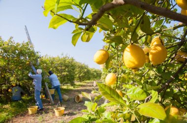 Limon hasat zamanı