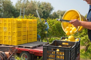 Seçici limon tam onun kova daha büyük fruitboxes boşaltma iş başında