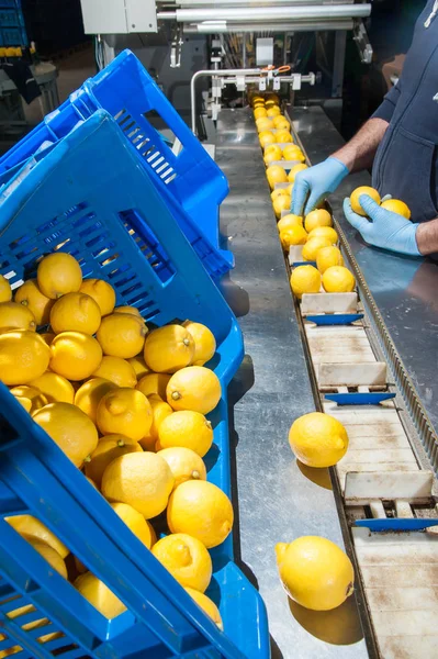 El funcionamiento de los limones —  Fotos de Stock