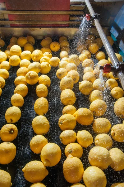 The working of lemons — Stock Photo, Image