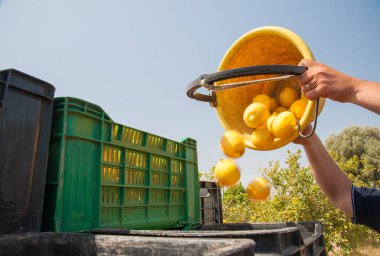 Seçici limon tam onun kova daha büyük fruitboxes boşaltma iş başında