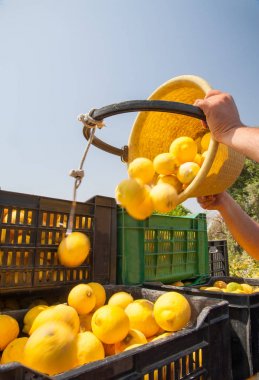 Seçici limon tam onun kova daha büyük fruitboxes boşaltma iş başında