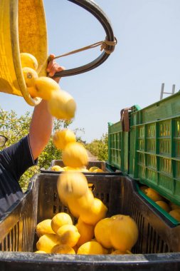 Seçici limon tam onun kova daha büyük fruitboxes boşaltma iş başında