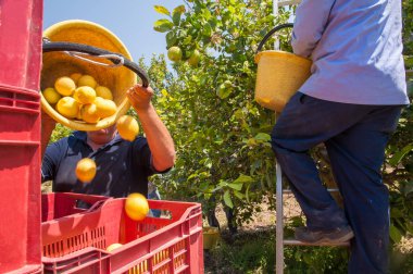 Seçici limon tam onun kova daha büyük fruitboxes boşaltma iş başında