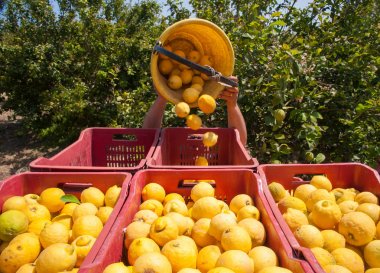 Limon hasat zamanı
