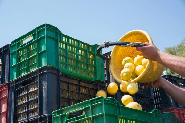 Picker Trabajo Descargando Cubo Lleno Limones Cajas Frutas Más Grandes — Foto de Stock