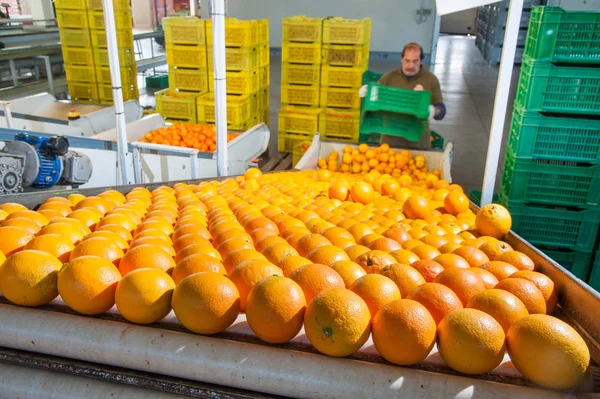 Tarocco Apelsiner Automatisk Rulla Vagn Efter Manuell Lastning — Stockfoto