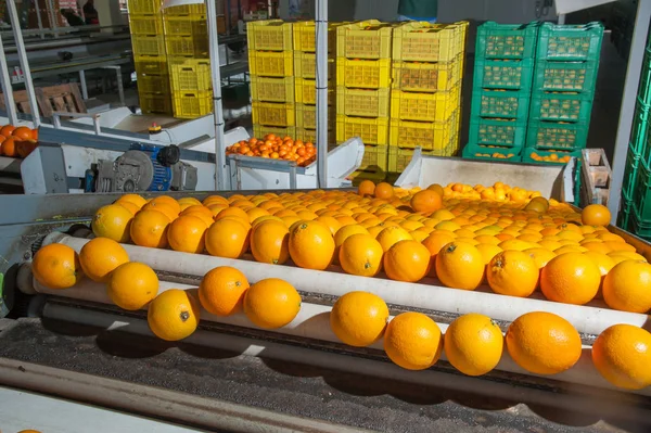 Tarocco Orangen Einem Automatischen Rollwagen Nach Der Manuellen Beladung — Stockfoto