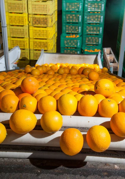 The working of orange fruits — Stock Photo, Image