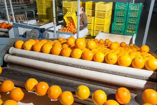 Апельсины Tarocco Автоматической Карете После Ручной Загрузки — стоковое фото