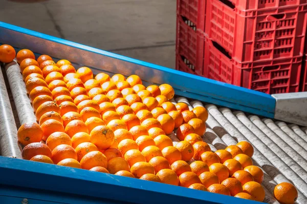 The production line of citrus fruits: tarocco oranges loaded on the conveyor belt for the washing process