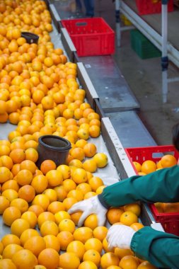 Çiftçiler seçerek ve sonra sadece ambalaj bir depoda tarocco portakal kutulara aldı