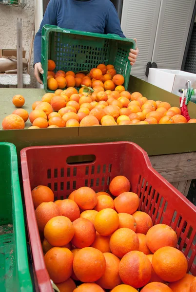 Apenas Pegou Laranjas Tarocco Caixas Coloridas Agricultor Fundo — Fotografia de Stock