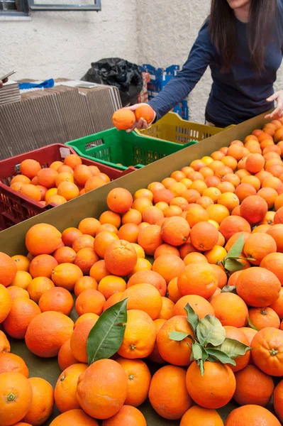 Bauern Selektieren Und Legen Gerade Gepflückte Tarocco Orangen Verschiedene Schachteln — Stockfoto