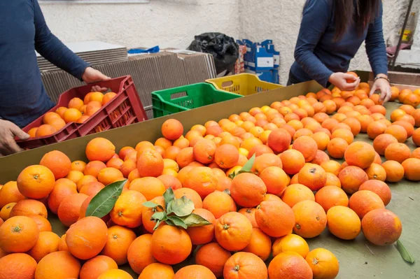 Bauern Selektieren Und Legen Gerade Gepflückte Tarocco Orangen Verschiedene Schachteln — Stockfoto