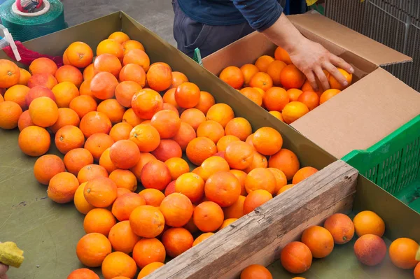Фермеры Вручную Выбирают Кладут Собранные Апельсины Тарокко Разные Коробки — стоковое фото
