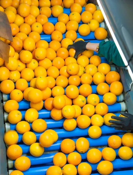 Selección Manual Frutas Trabajador Que Burla Las Naranjas Para Rechazar —  Fotos de Stock