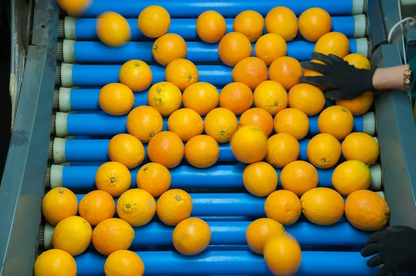 果物の手動選択 労働者がオレンジをチェックして2番目のレートのものを拒否する — ストック写真