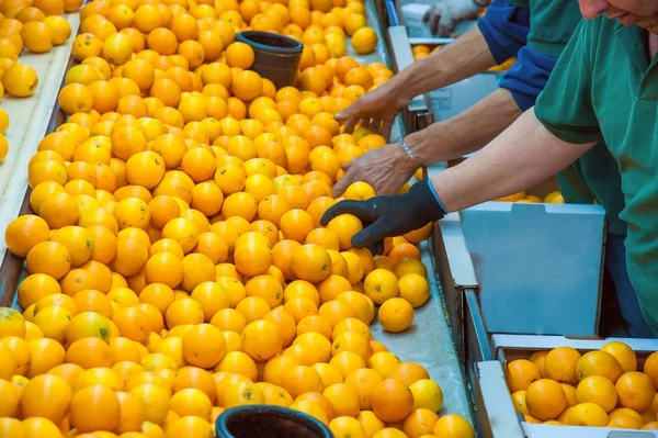 Bauern Einem Lager Selektieren Und Verpacken Gerade Gepflückte Tarocco Orangen — Stockfoto