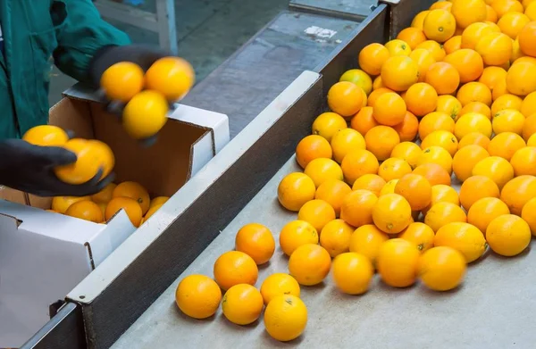 Los Agricultores Almacén Seleccionando Luego Empaquetando Solo Recogieron Naranjas Tarocco — Foto de Stock