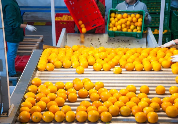 Tarocco Apelsiner Automatisk Rulla Vagn Efter Manuell Lastning — Stockfoto