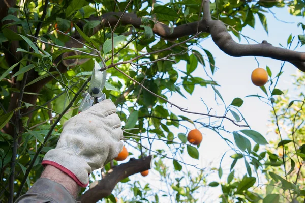 Orange tree pruning — Stock Photo, Image