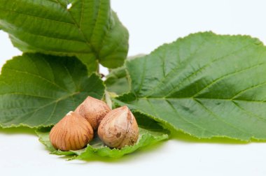 Bazı fındık ve beyaz bir arka plan yapraklarda yakından görmek