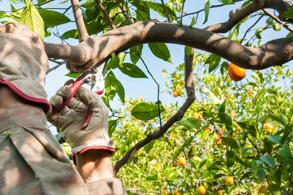 Orange tree pruning