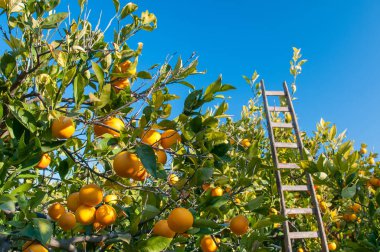 Turuncu hasat zamanı