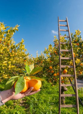 Turuncu hasat zamanı