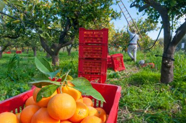 Turuncu hasat zamanı