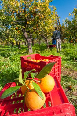 Turuncu hasat zamanı
