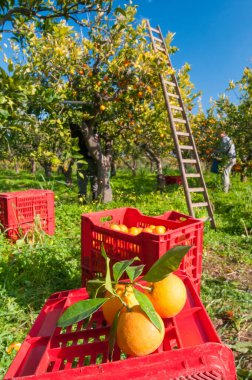 Turuncu hasat zamanı