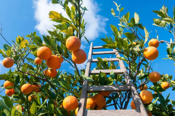 Orange harvest time