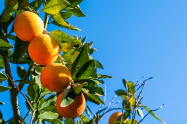 Turuncu hasat zamanı