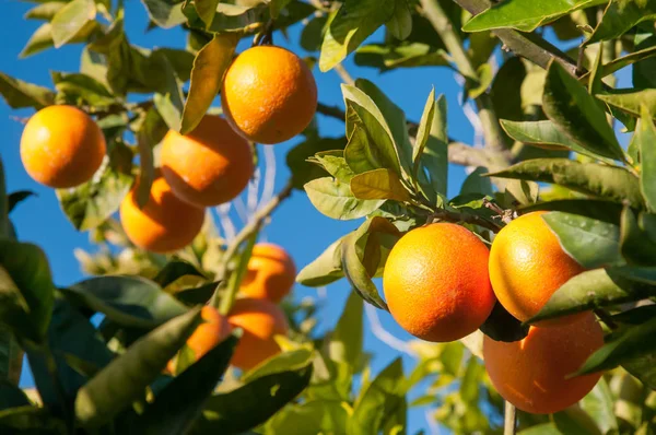 Čas sklizně oranžový — Stock fotografie