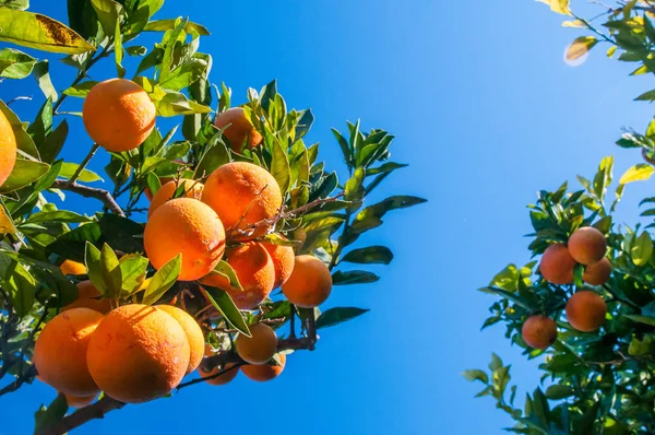 Turuncu hasat zamanı — Stok fotoğraf