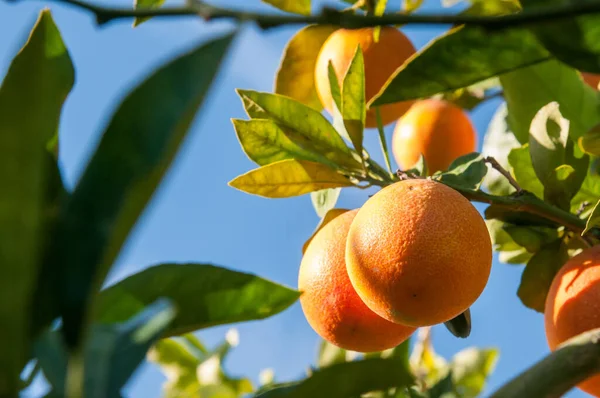 Heure de la récolte orange — Photo