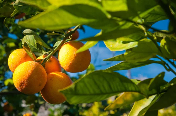 Čas sklizně oranžový — Stock fotografie