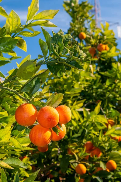 Tiempo de cosecha naranja —  Fotos de Stock