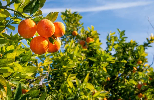 Время сбора апельсинов — стоковое фото