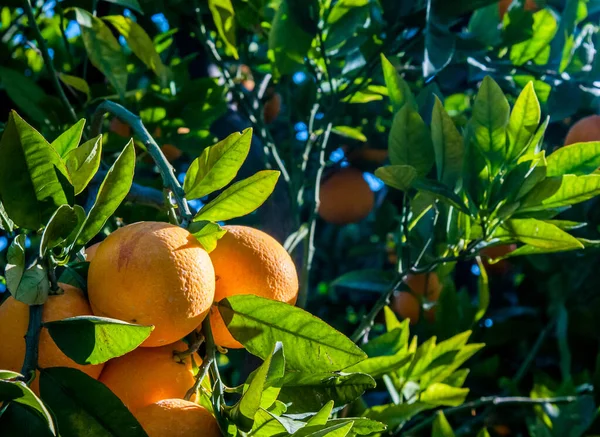 Čas sklizně oranžový — Stock fotografie