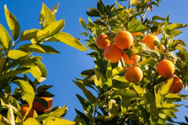 Turuncu hasat zamanı