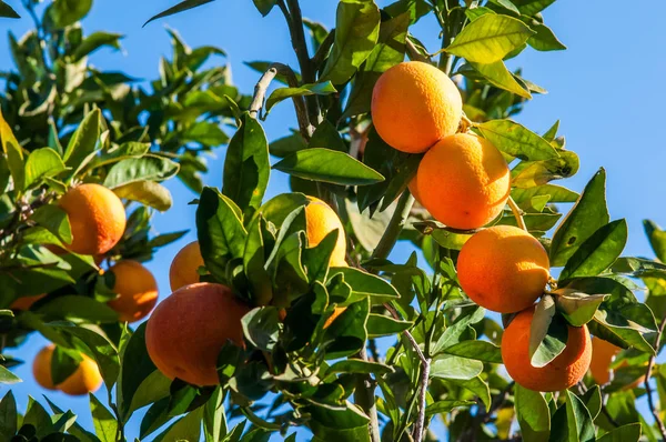 Heure de la récolte orange — Photo