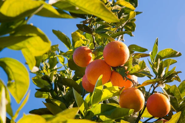 Tiempo de cosecha naranja —  Fotos de Stock