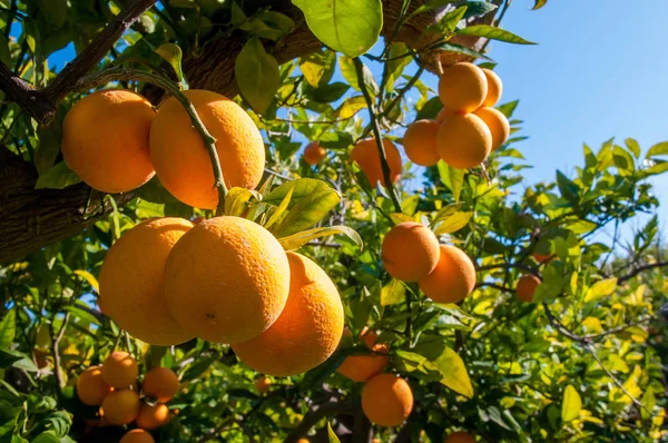 Tiempo de cosecha naranja —  Fotos de Stock