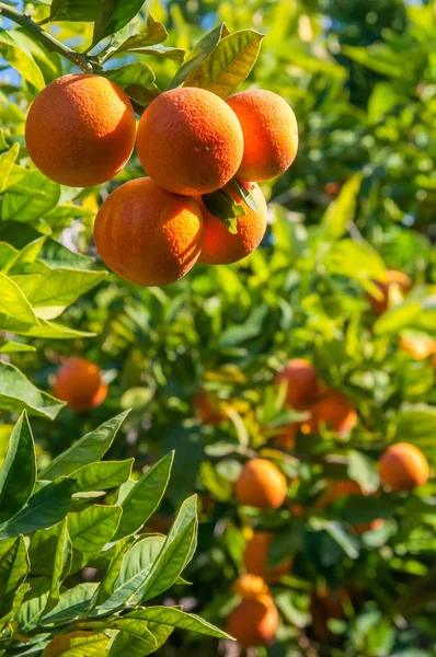 Turuncu hasat zamanı — Stok fotoğraf