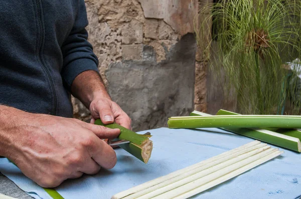 シラキュースのパピルス職人は 薄いストリップを得るためにパピルス植物の茎を切断します — ストック写真